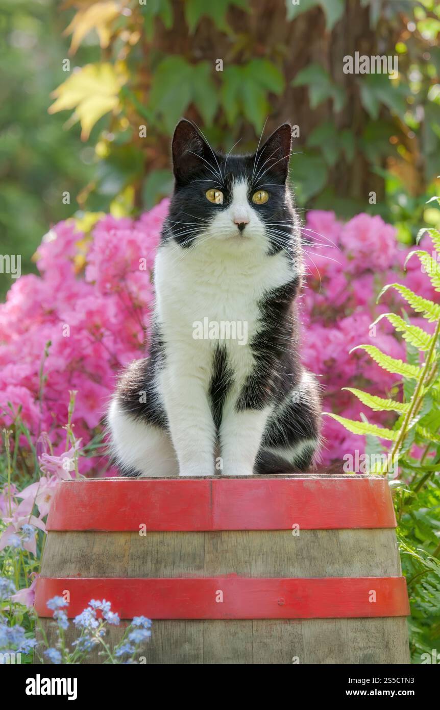Cute cat, tuxedo pattern black and white bicolor, European Shorthair ...