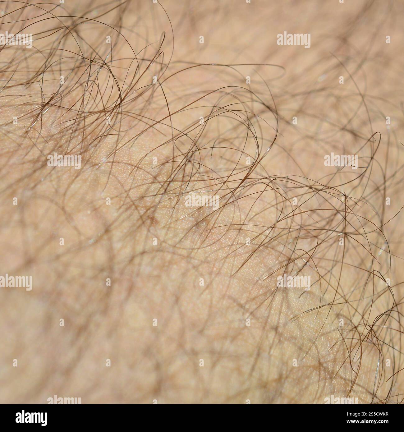 Close up detail of human skin with hair. Mans hairy leg Stock Photo