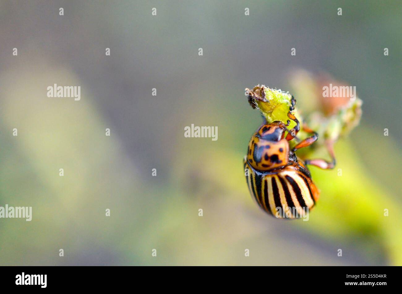 Colorado potato beetle crawling on potato leaves. Ten-striped spearman ...