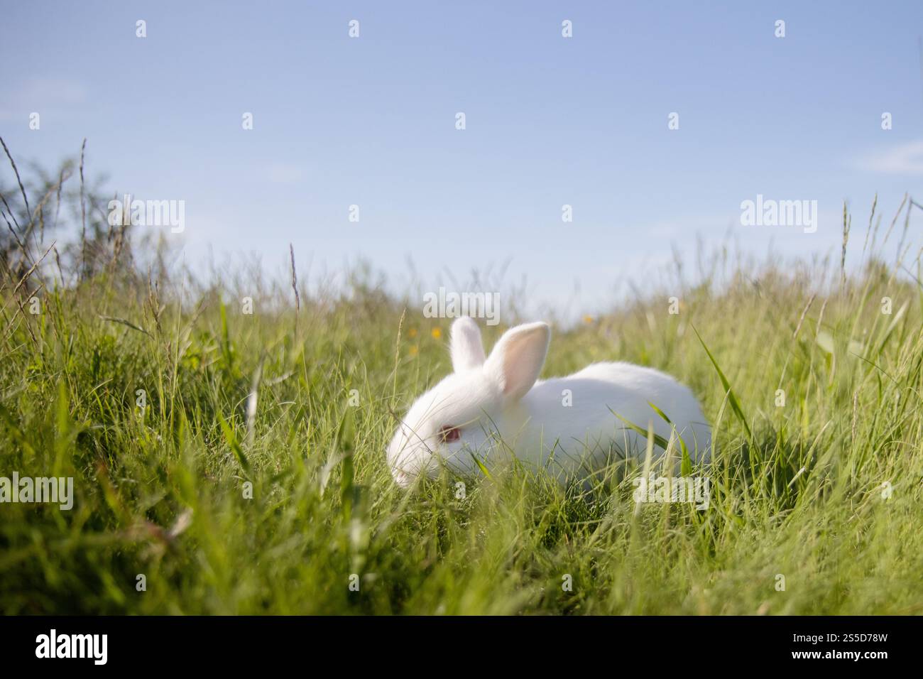 White jumping rabbits easter hi-res stock photography and images - Alamy