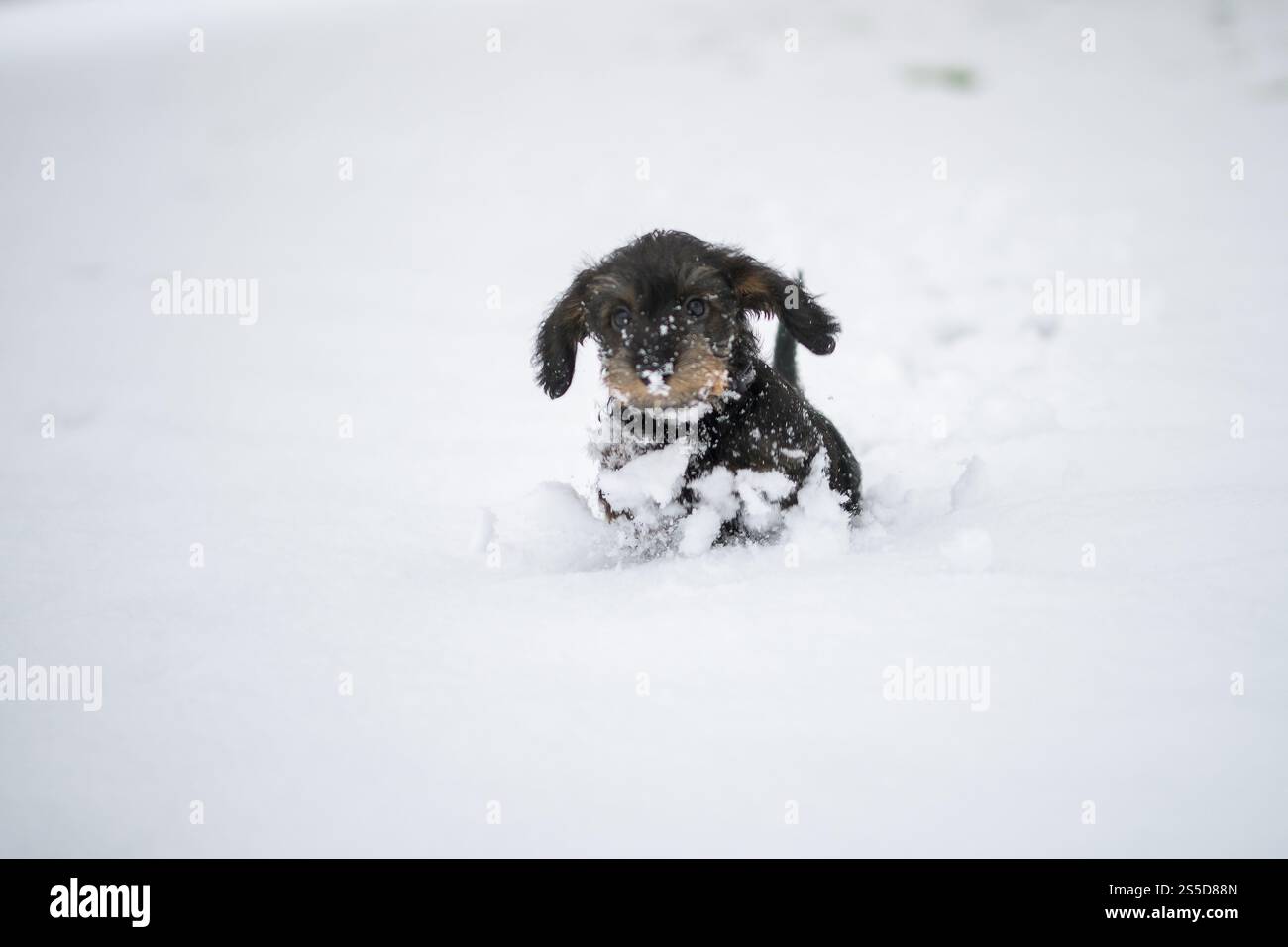 Cute Wire haired miniature Dachshund puppy playing in the snow ...