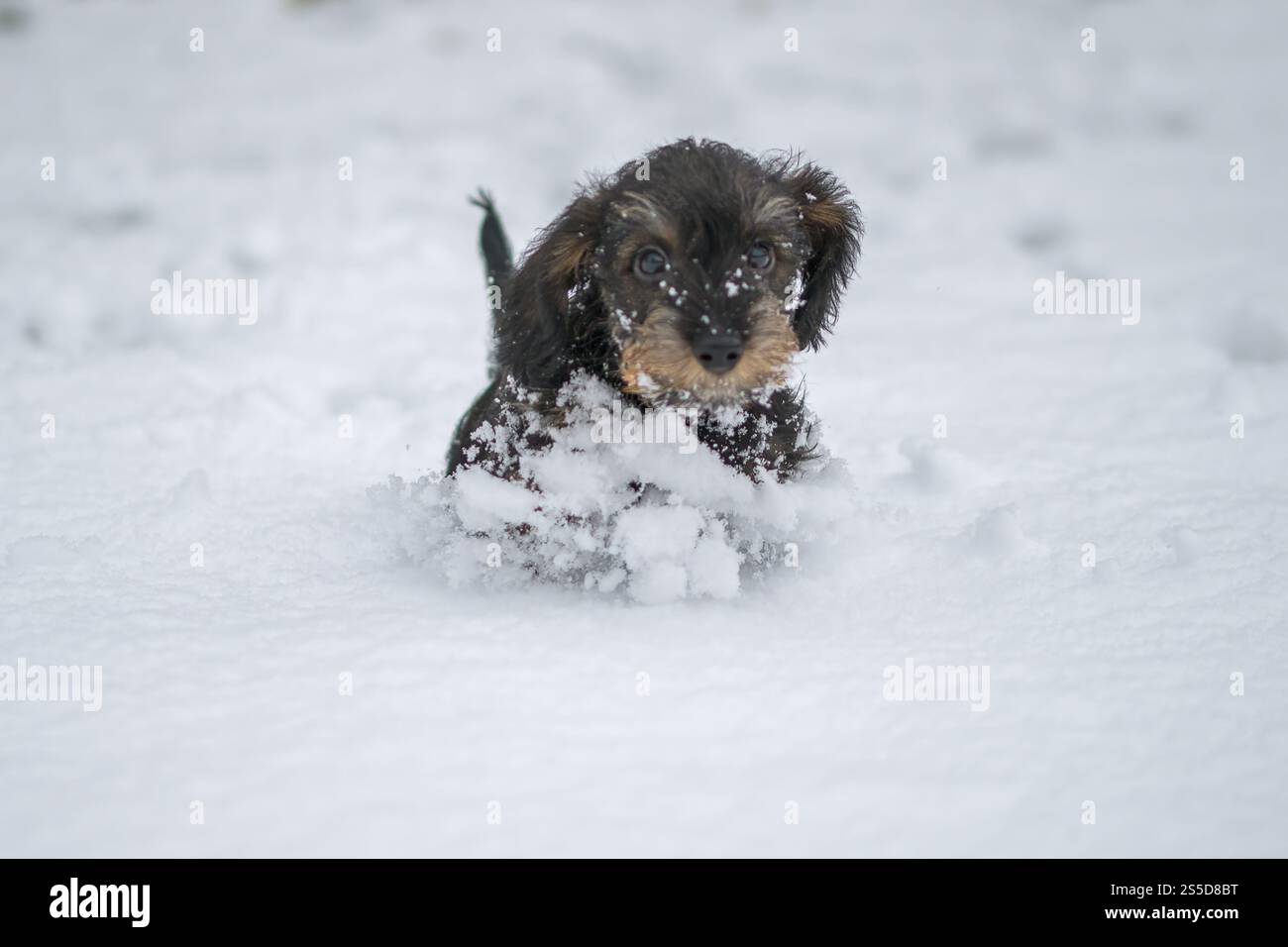 Cute Wire haired miniature Dachshund puppy playing in the snow ...