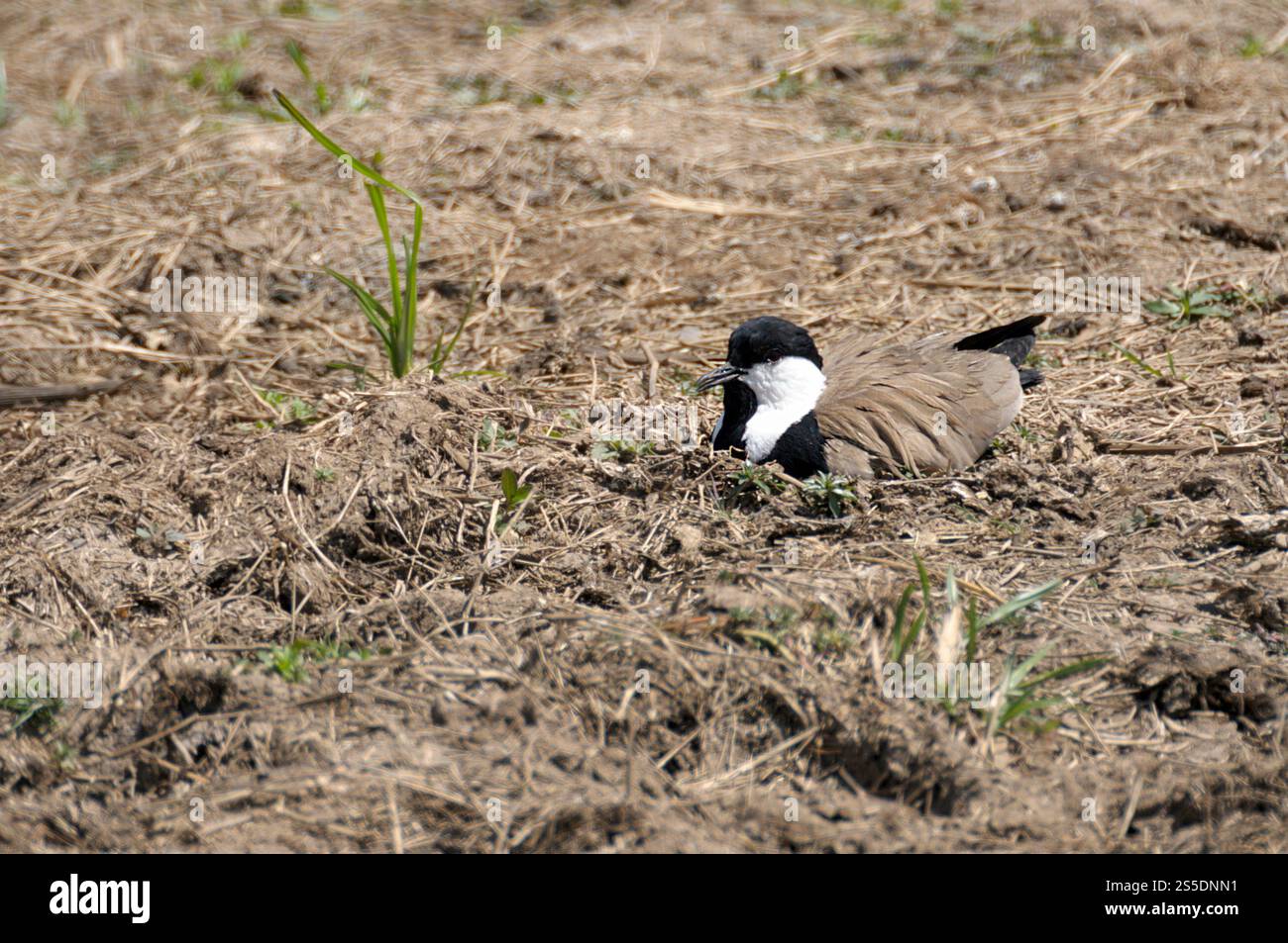 Spur winged Lapwing Vanellus Spinosus Nesting Photo From Maasai Mara spur-winged-lapwing-vanellus-spinosus-nesting-photo-from-maasai-mara
