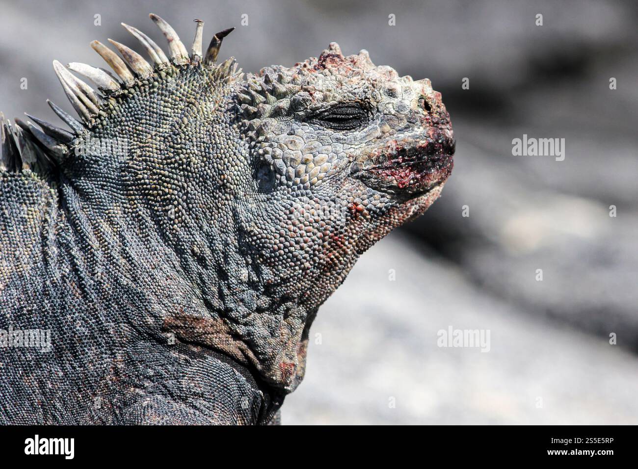 Rugged adaptations hi-res stock photography and images - Alamy