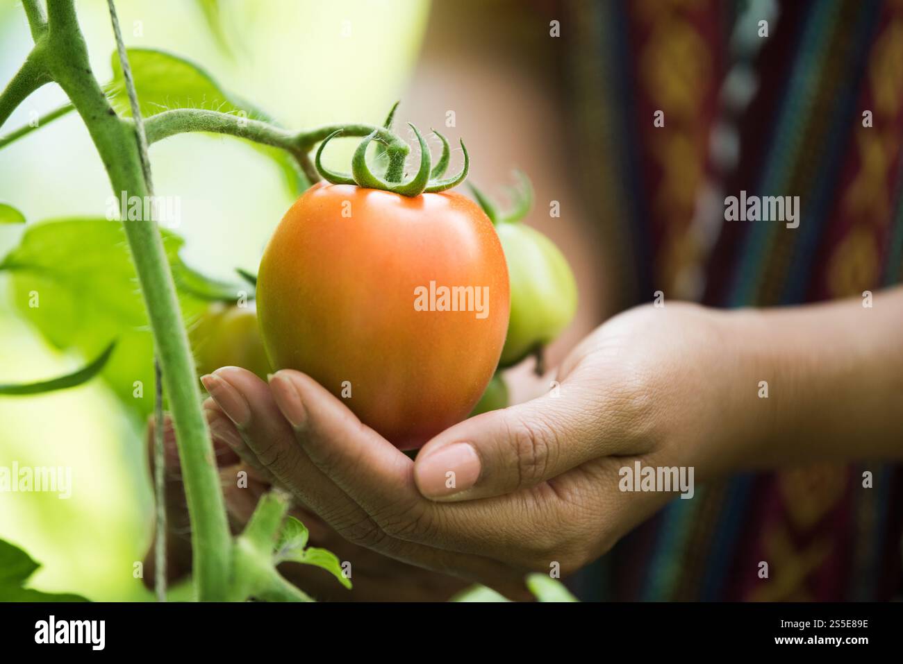 Female hand holding tomato on organic farm Stock Photo - Alamy
