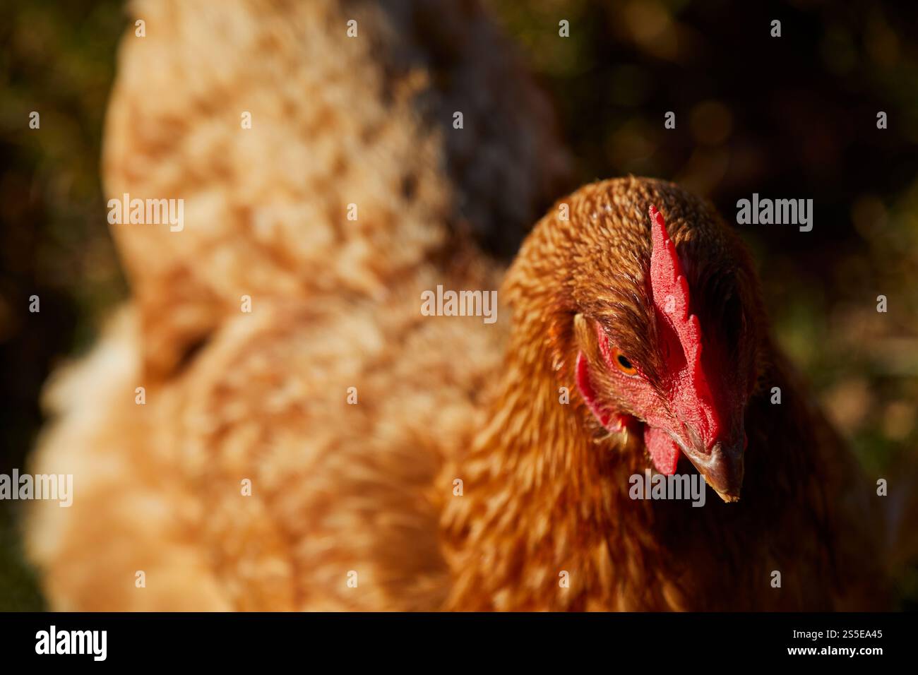 a free-range, egg laying hen in a pasture, Lancaster County ...