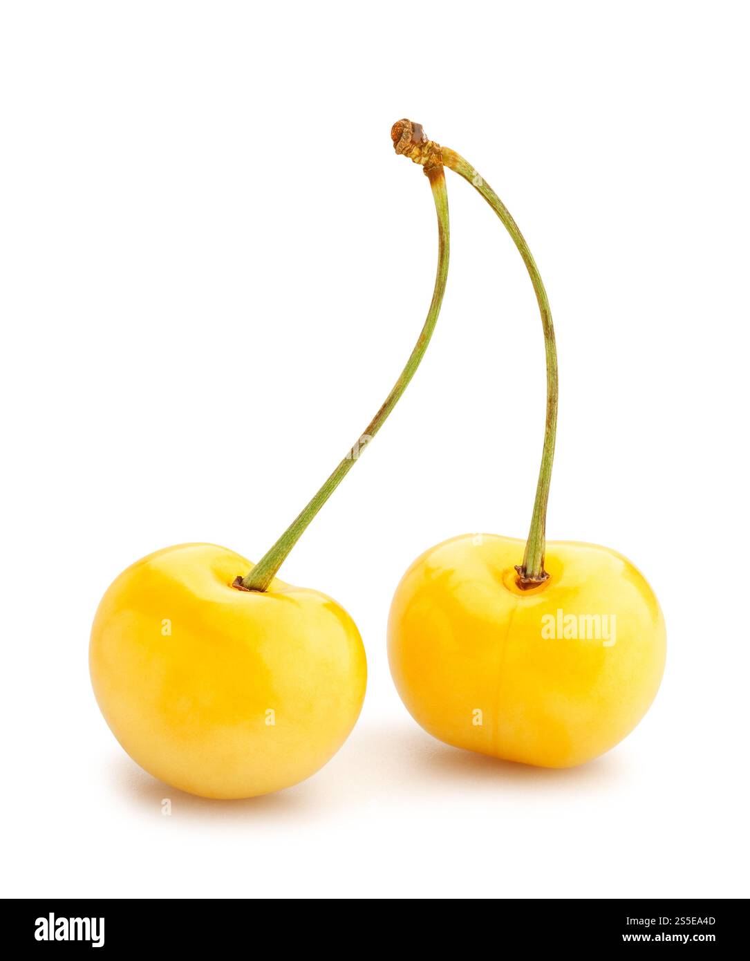 yellow cherry path isolated on white Stock Photo
