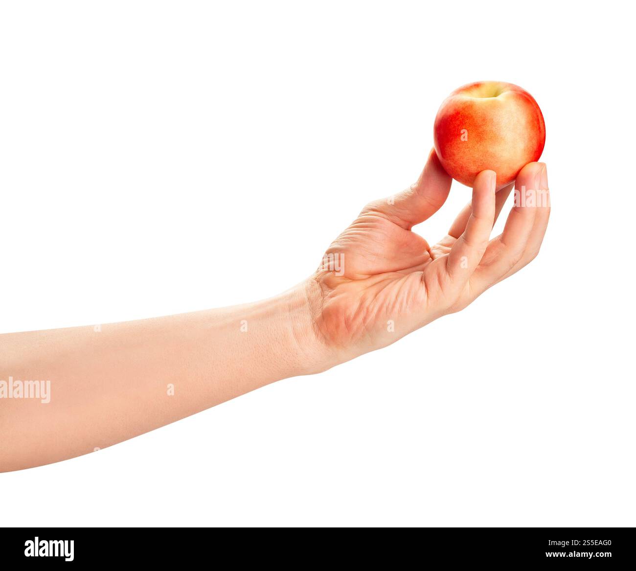 white nectarine in hand path isolated on white Stock Photo