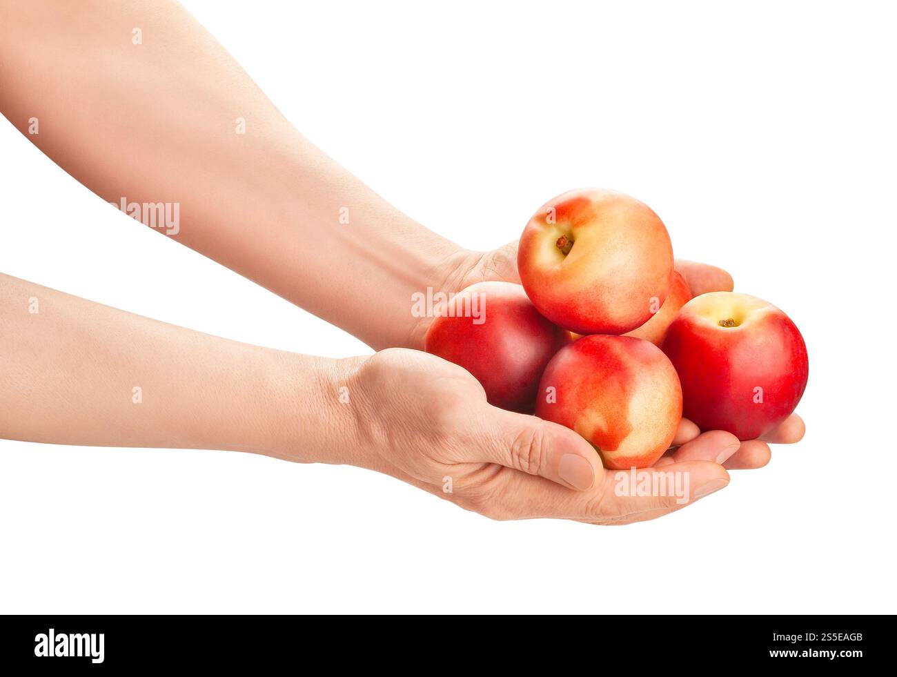 white nectarine in hand path isolated on white Stock Photo