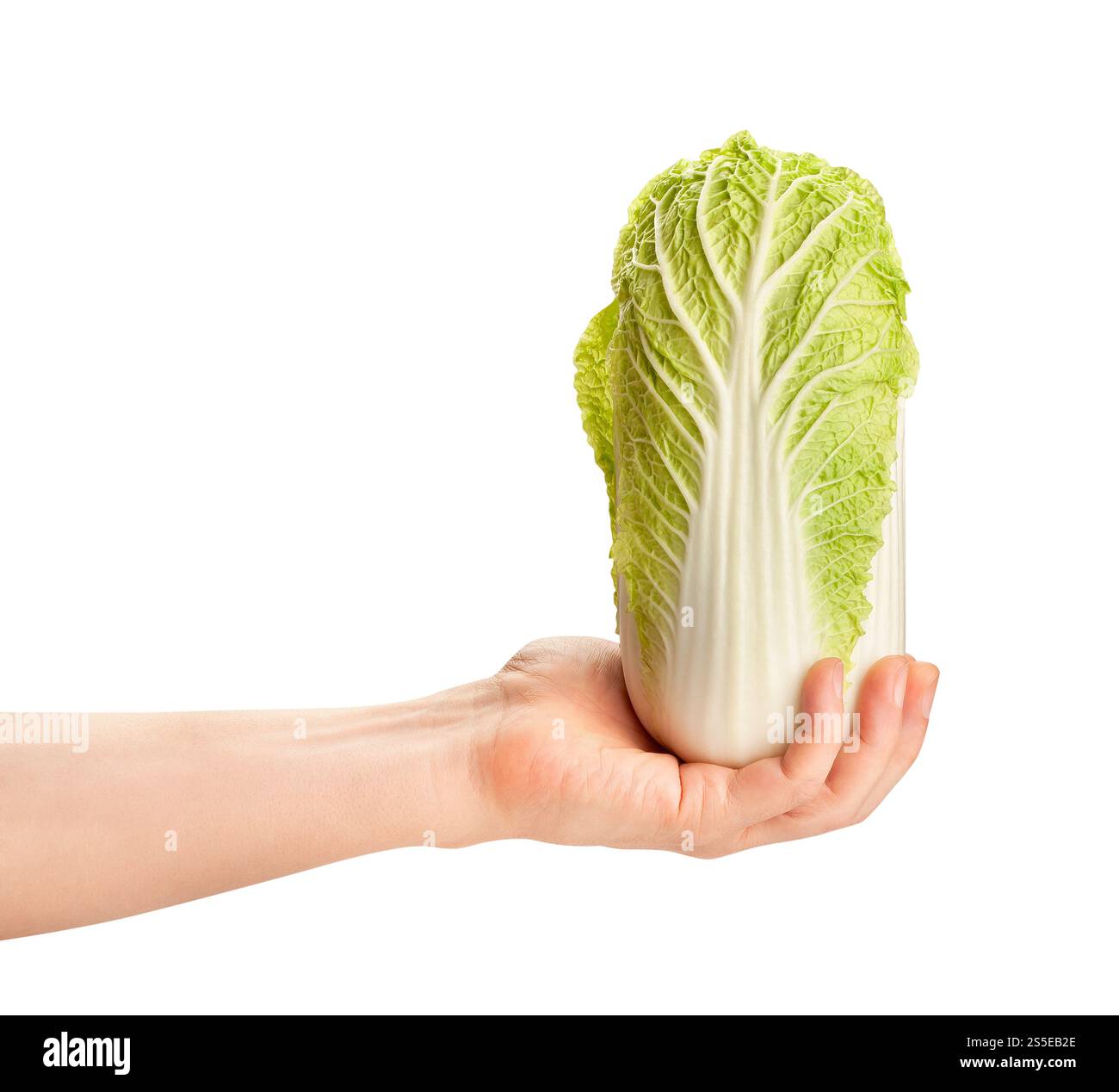 chinese cabbage in hand path isolated on white Stock Photo