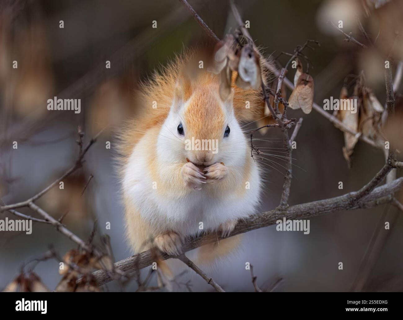 White squirrel (leucistic red squirrel) sitting on a branch eating in the forest in winter Stock Photo