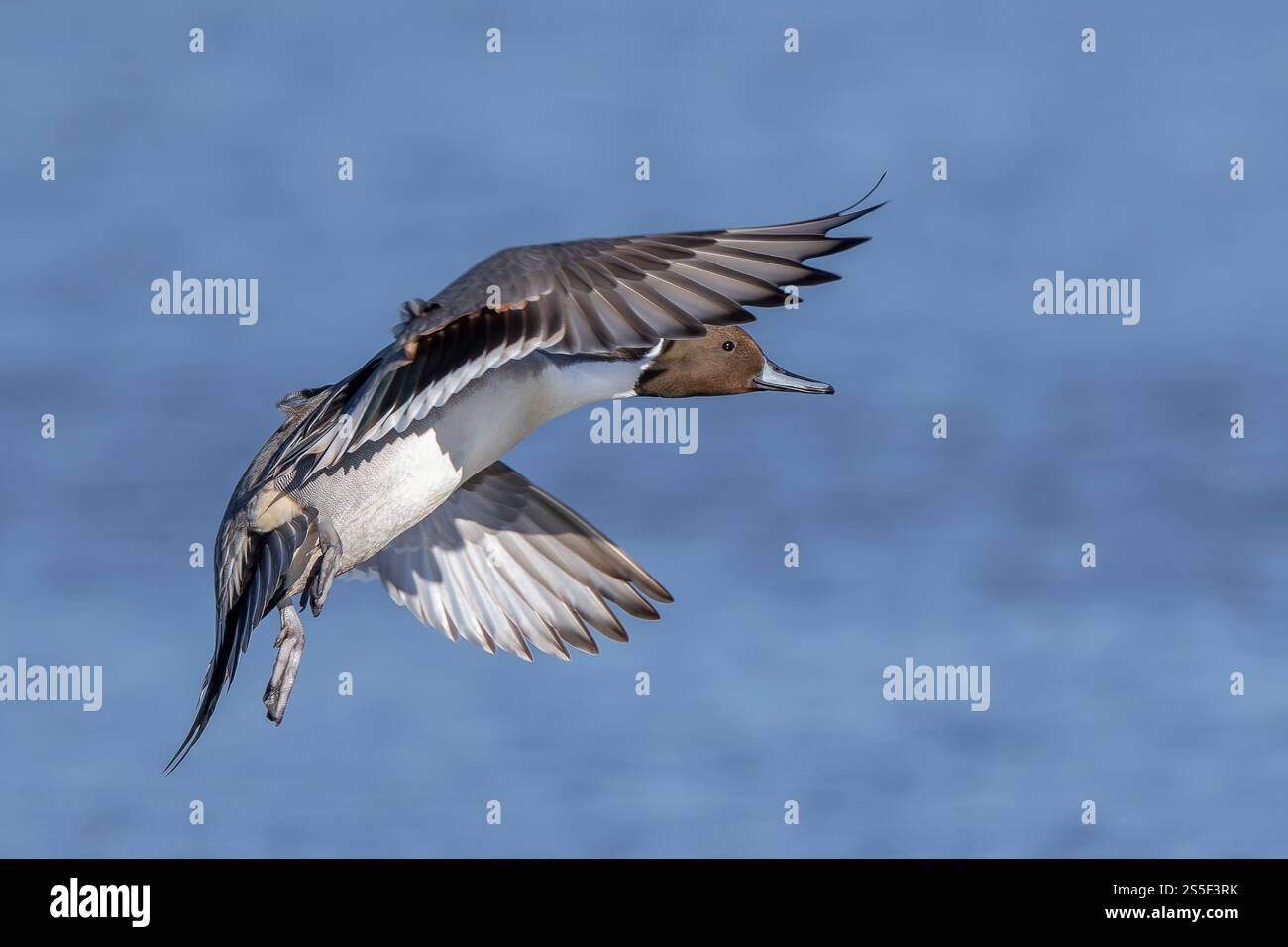 Close up side view of wild, male Northern pintail duck (Anas acuta) flying isolated in midair, wings raised flapping, showing feather detail. Stock Photo