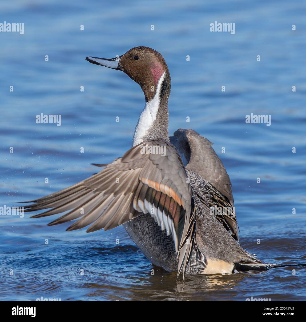 Close up side view of wild, Northern pintail duck  (Anas acuta) rising up out of water, wings spread out flapping & showing feather detail. Stock Photo