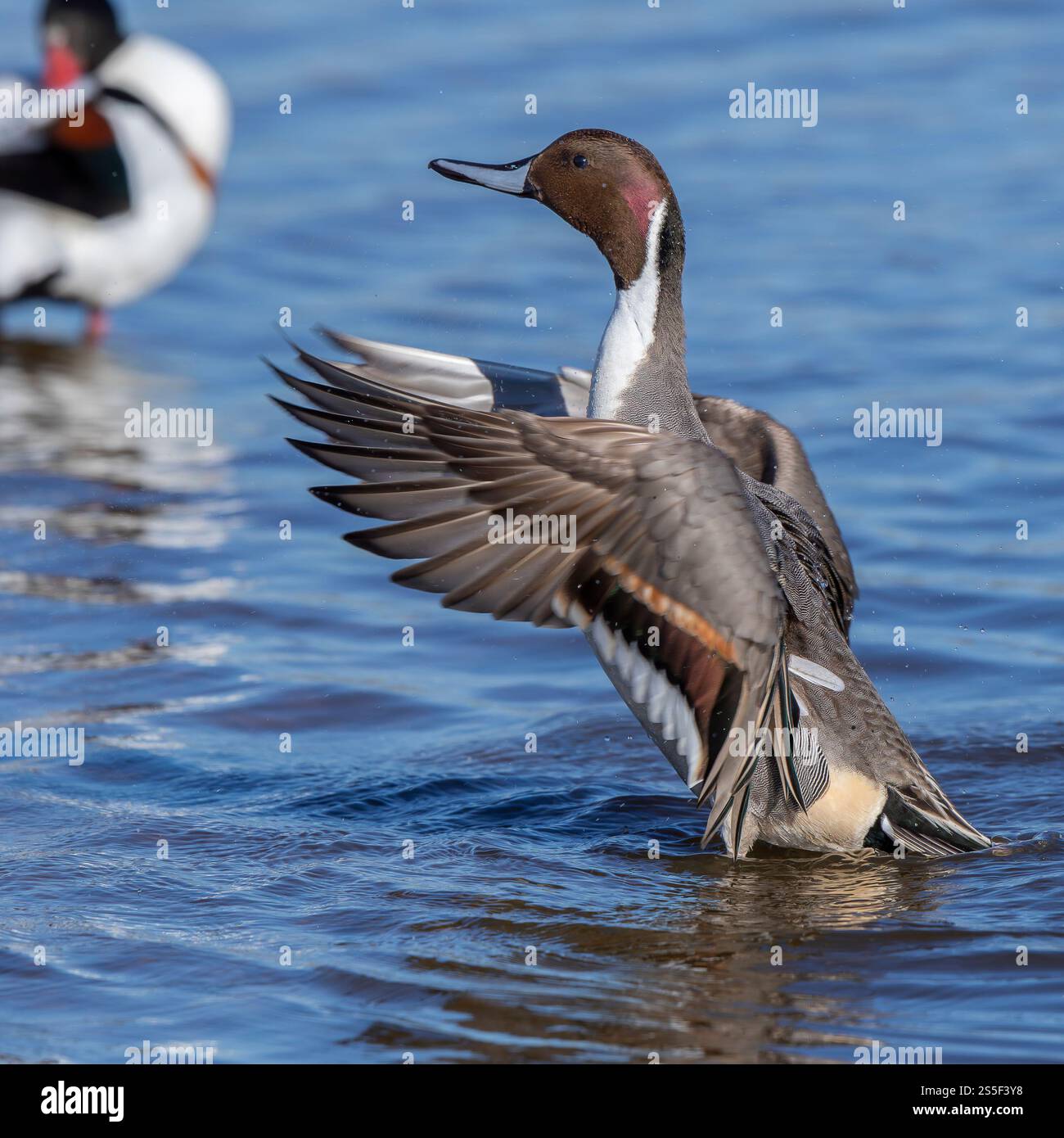 Close up side view of wild, Northern pintail duck  (Anas acuta) rising up out of water, wings spread out flapping & showing feather detail. Stock Photo