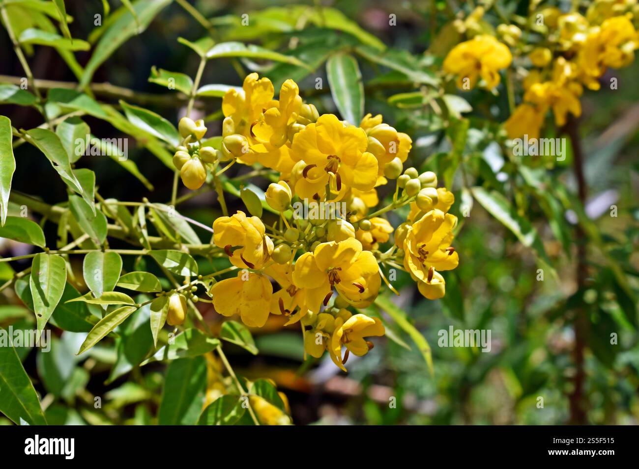 Arsenic bush flowers (Senna septemtrionalis) on garden Stock Photo