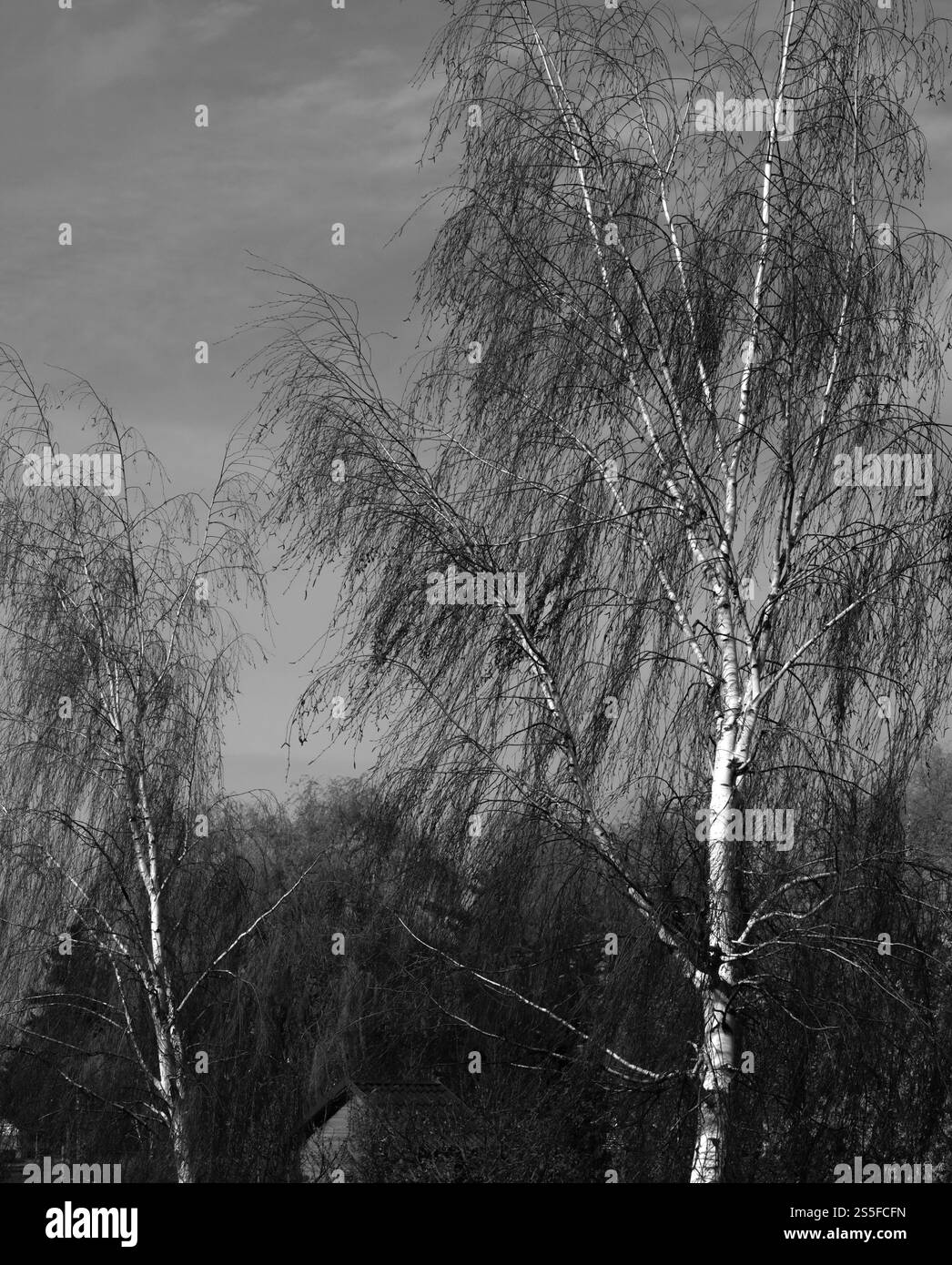 moody winter trees Stock Photo