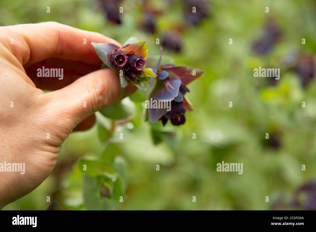 Close-up of a hand picking red flowers from a bush with green foliage in the background, Auckland, New Zealand Stock Photo