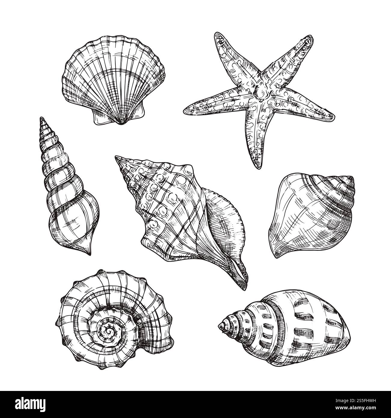 Hand Drawn Sea Shells Starfish Shellfish Tropical Mollusk In Vintage 