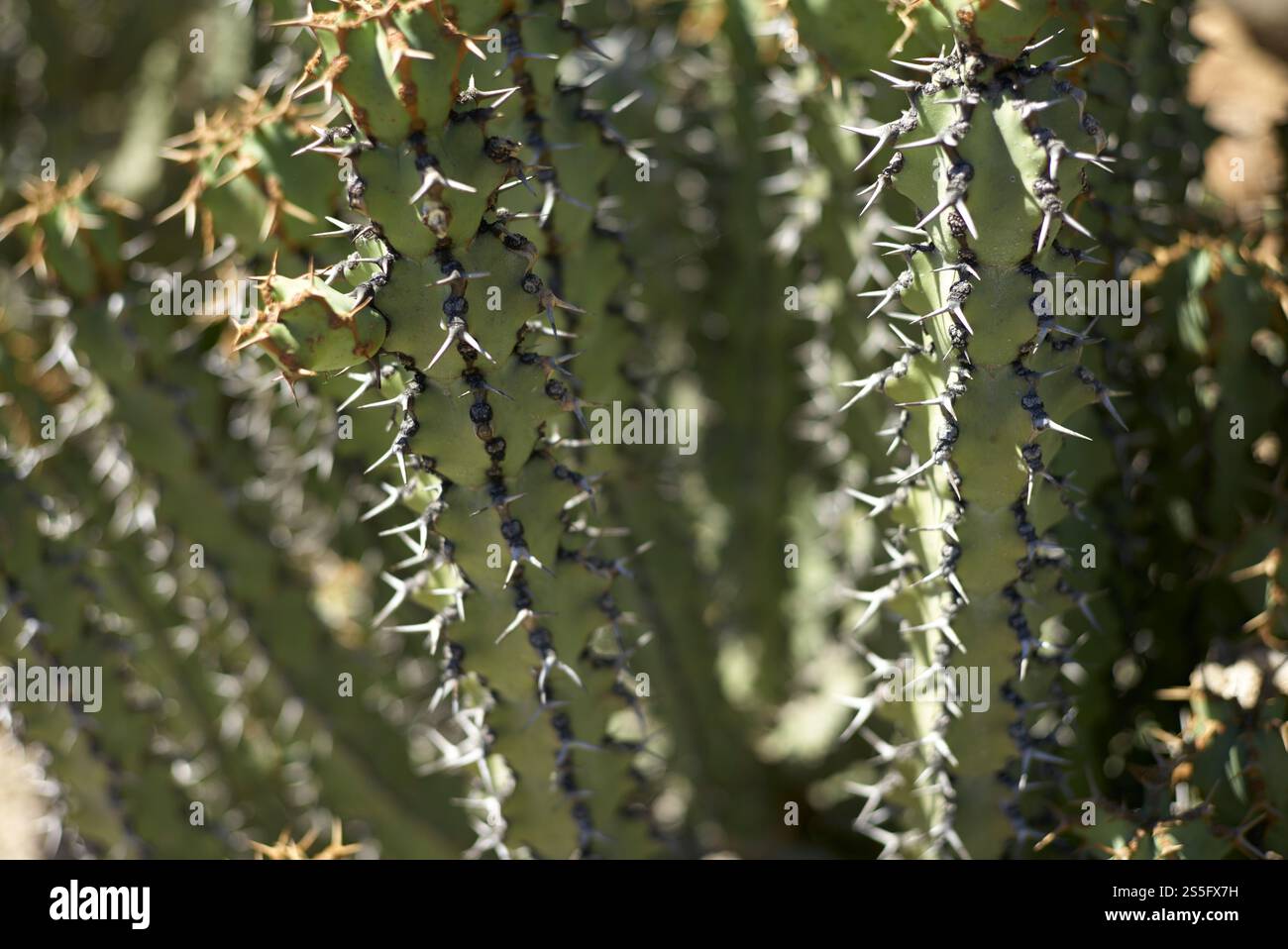 Close-up of a cactus with sharp spines casting shadows in natural sunlight, Spain Stock Photo