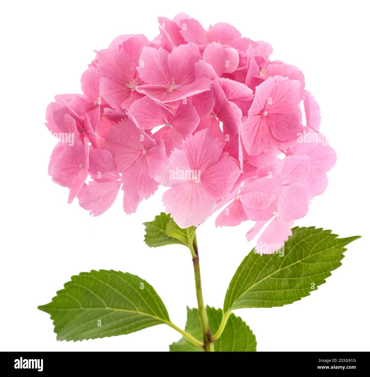 Pink Hydrangea  flowers Stock Photo
