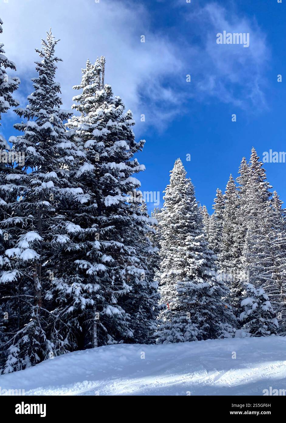 Snow covered trees in Colorado - Smartphone Captured Stock Image