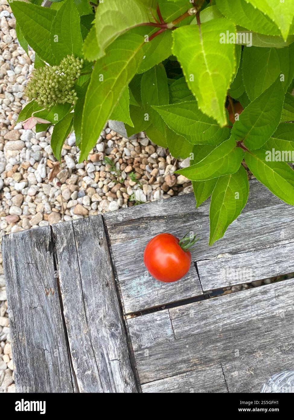 Tomato found in a vegetable garden - Smartphone Captured Stock Image