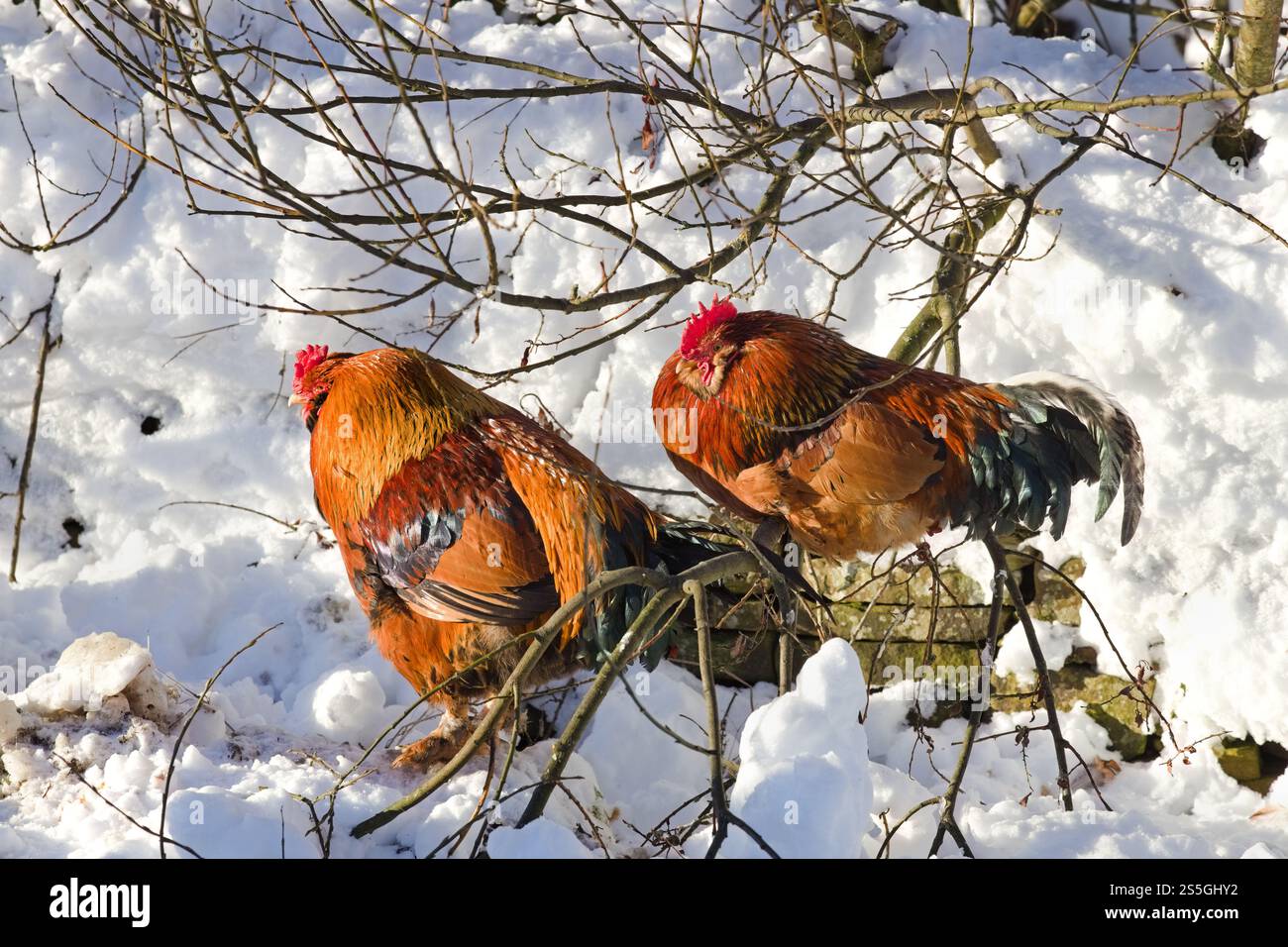 Chicken roosting in a tree hi-res stock photography and images - Alamy