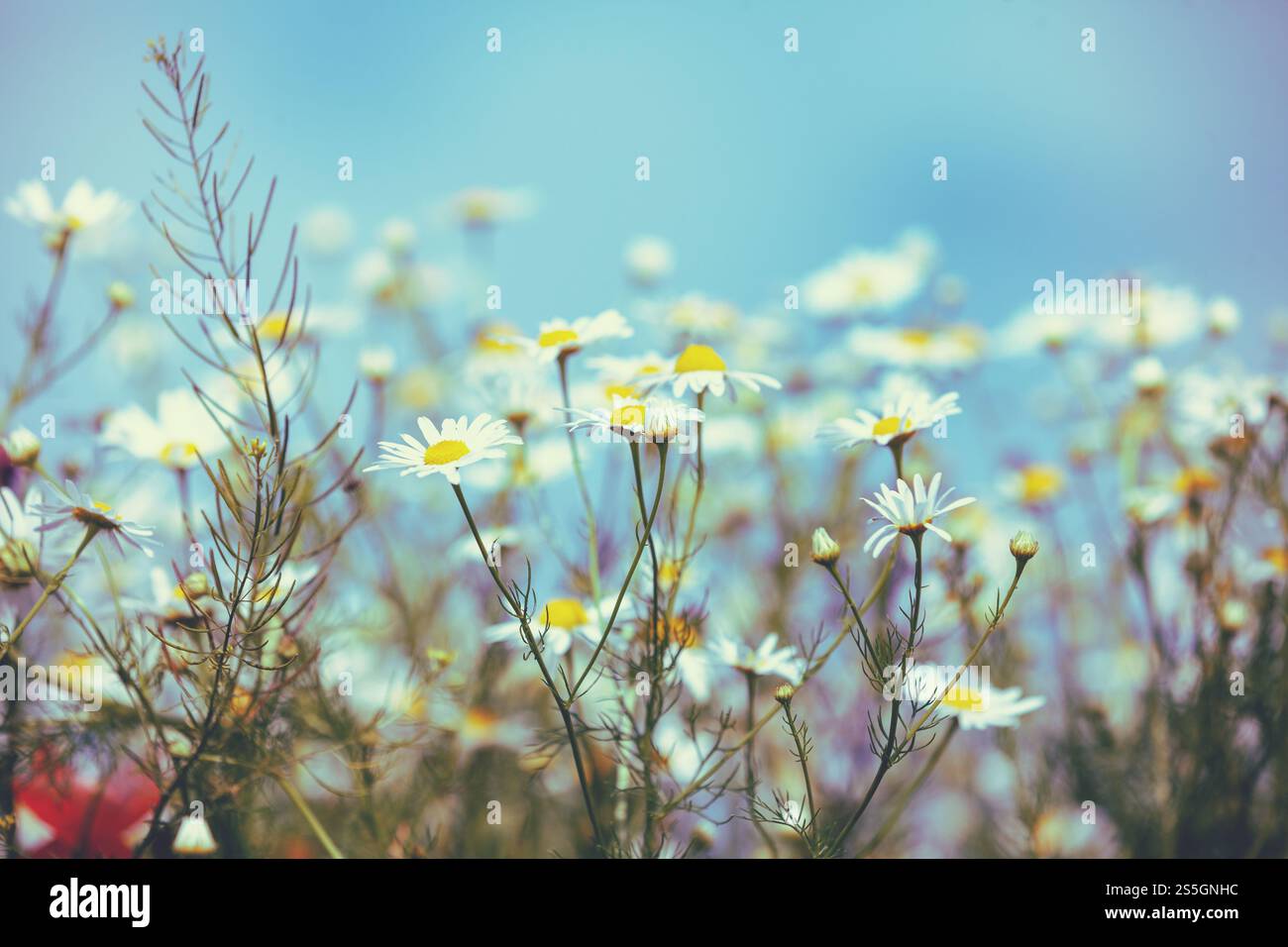Vintage wild chamomile flowers. Blossoming wildflowers. Beautiful nature background. Matricaria chamomilla. Summertime Stock Photo