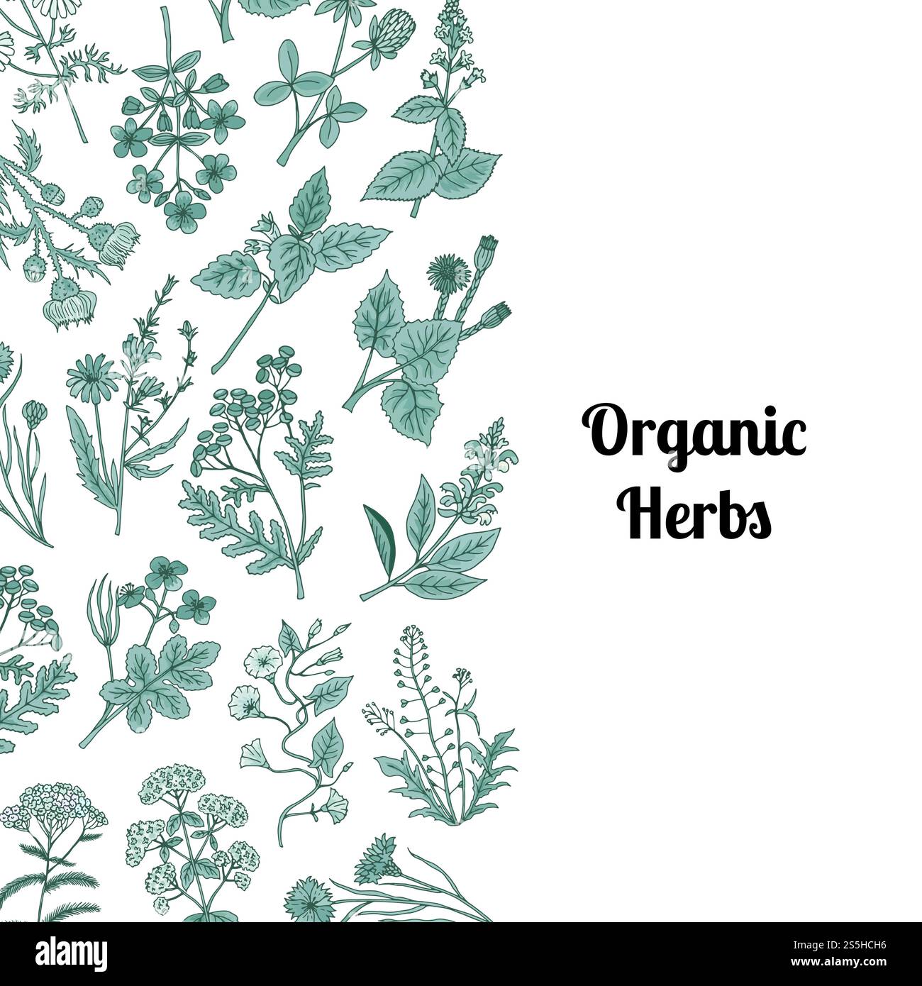 Vector hand drawn medical herbs background with place for text ...