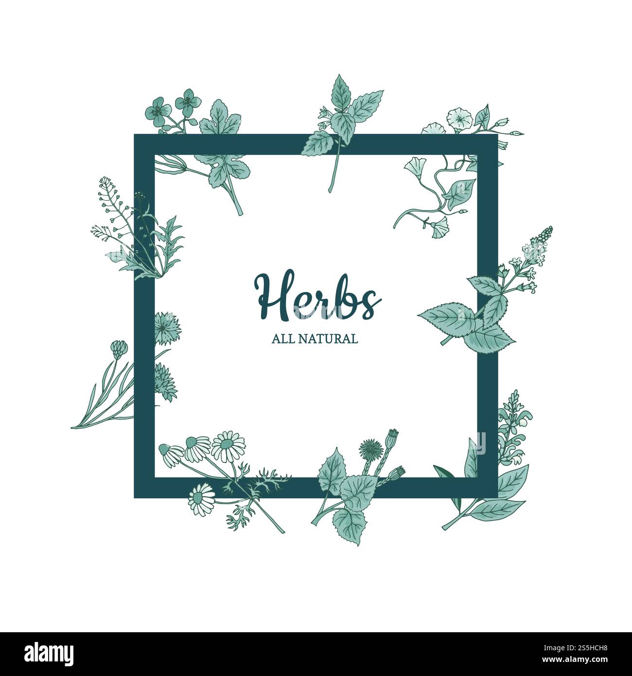 Vector hand drawn medical herbs flying around frame with place for text ...