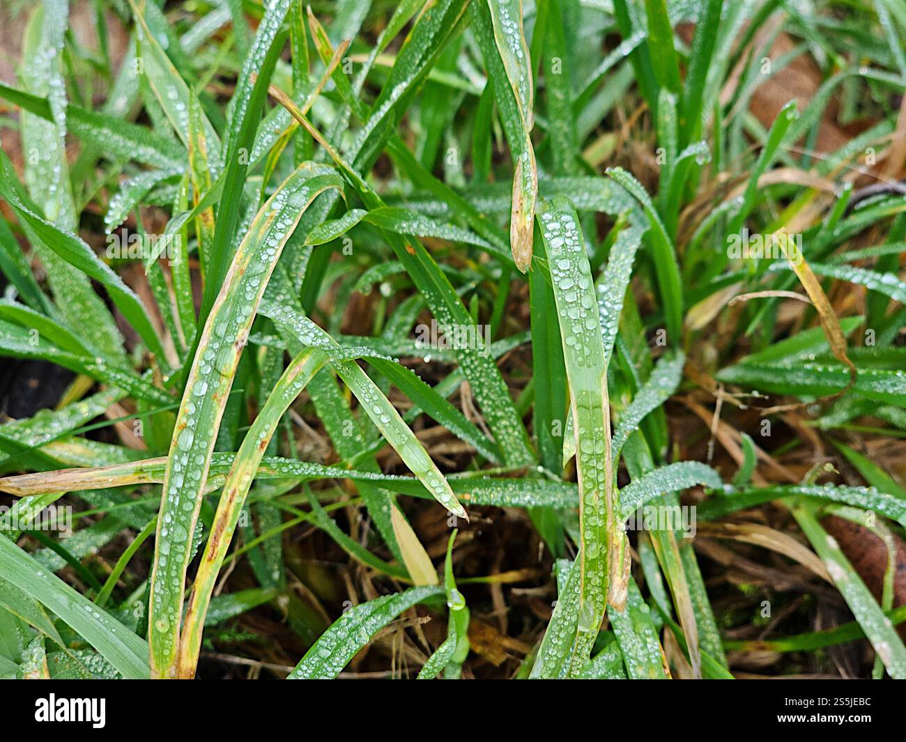 Morning dew on green grass - Smartphone Captured Stock Image
