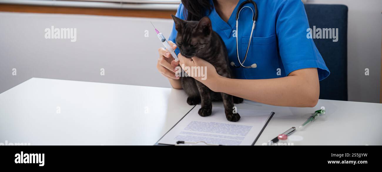 Vet surgeon. Cat on examination table of veterinarian clinic. Veterinary care. Vet doctor and cat. Stock Photo