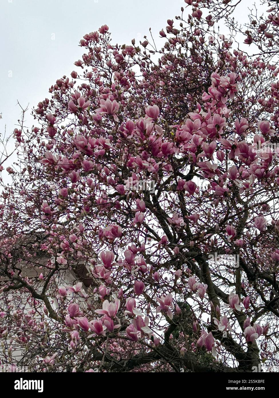 Magnolia tree full bloom hi-res stock photography and images - Alamy