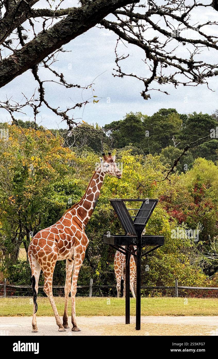 giraffes in the zoo - Smartphone Captured Stock Image