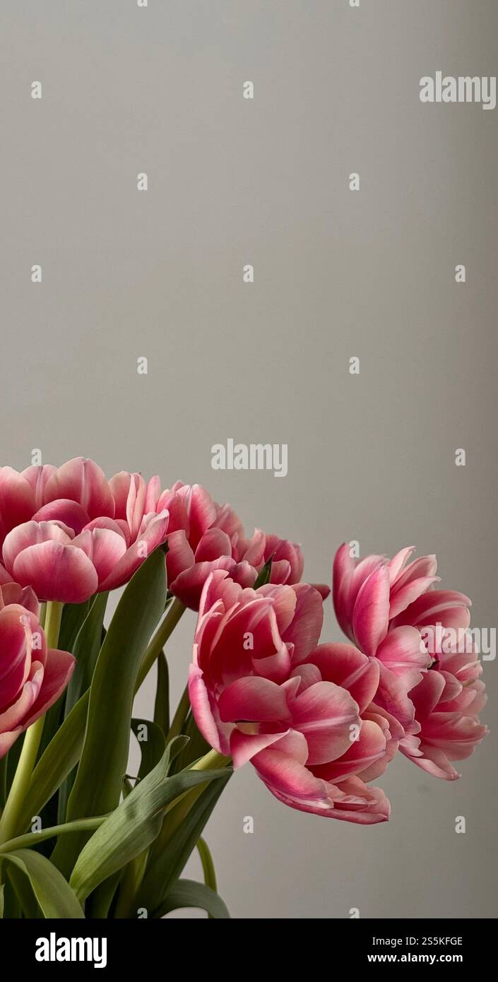 Aesthetic pink Peony Tulips bouquet - Smartphone Captured Stock Image