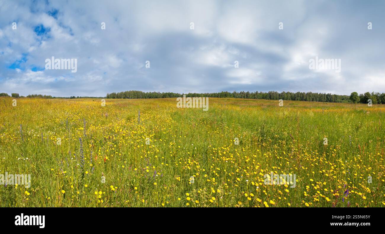 Cloud forest wildflowers hi-res stock photography and images - Alamy