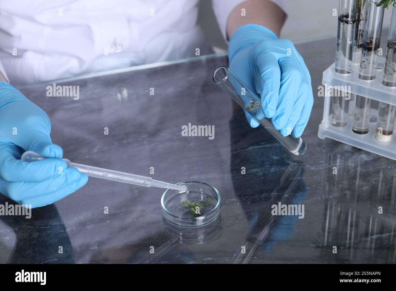 Plant Sample For Testing Laboratory testing. Scientist with test tube dripping liquid onto plant ...