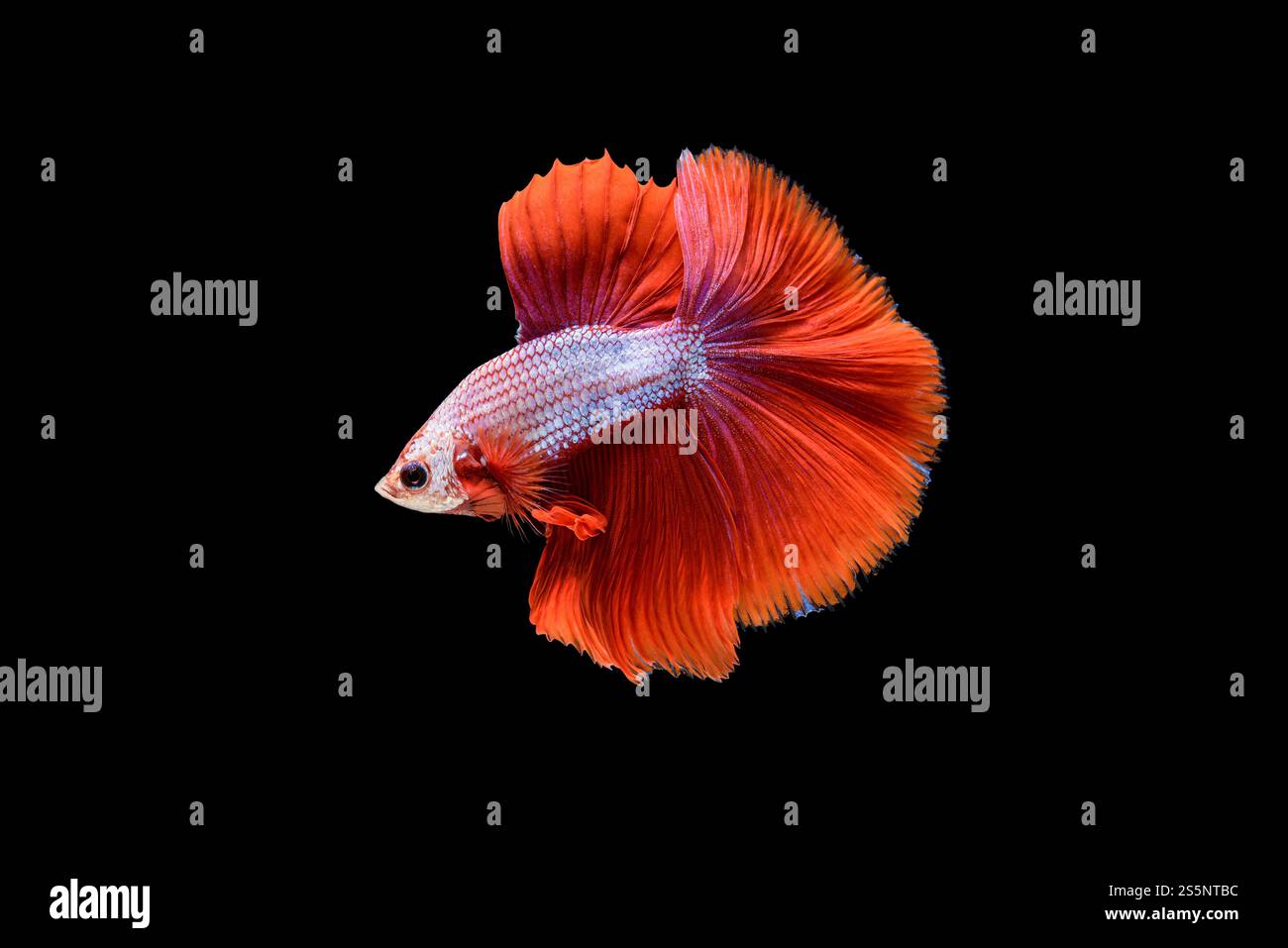 Beautiful red and white Betta splendens, Siamese fighting fish or Pla-kad in Thai popular fish in aquarium, Show off tail spreads swimming Stock Photo