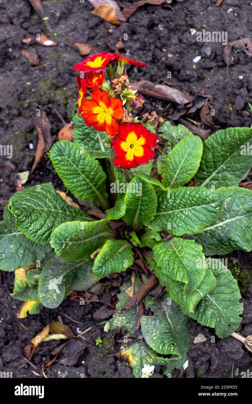 A cluster of vibrant red and yellow primroses growing in a garden bed ...