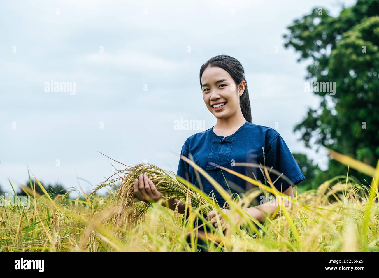 Young Asian female farmer harvest of the ripe rice and holding in hand ...