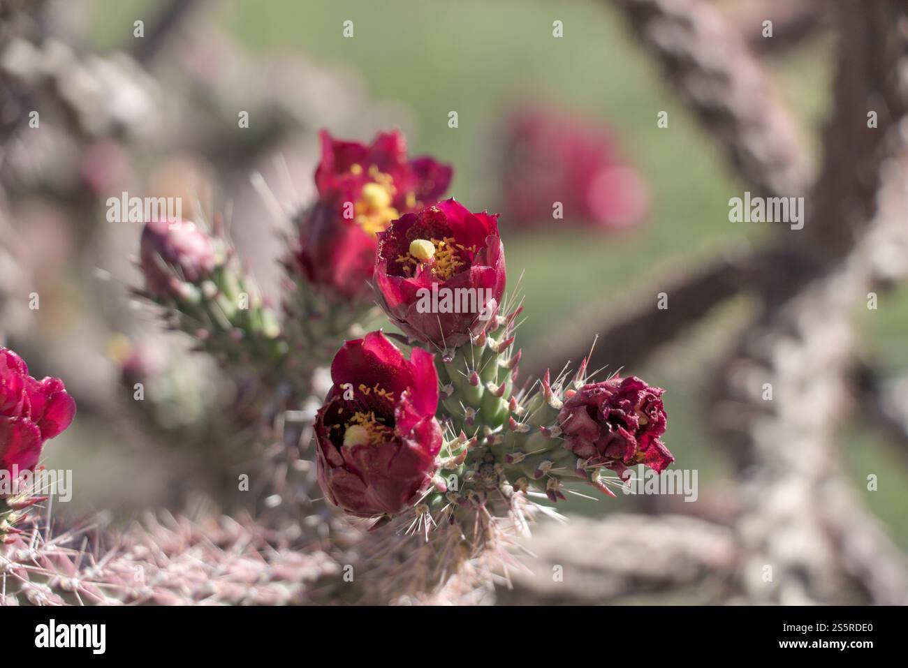 Alamo Canyon Bathtub Tank Loop Hike - Opuntia acanthocarpa Stock Photo ...