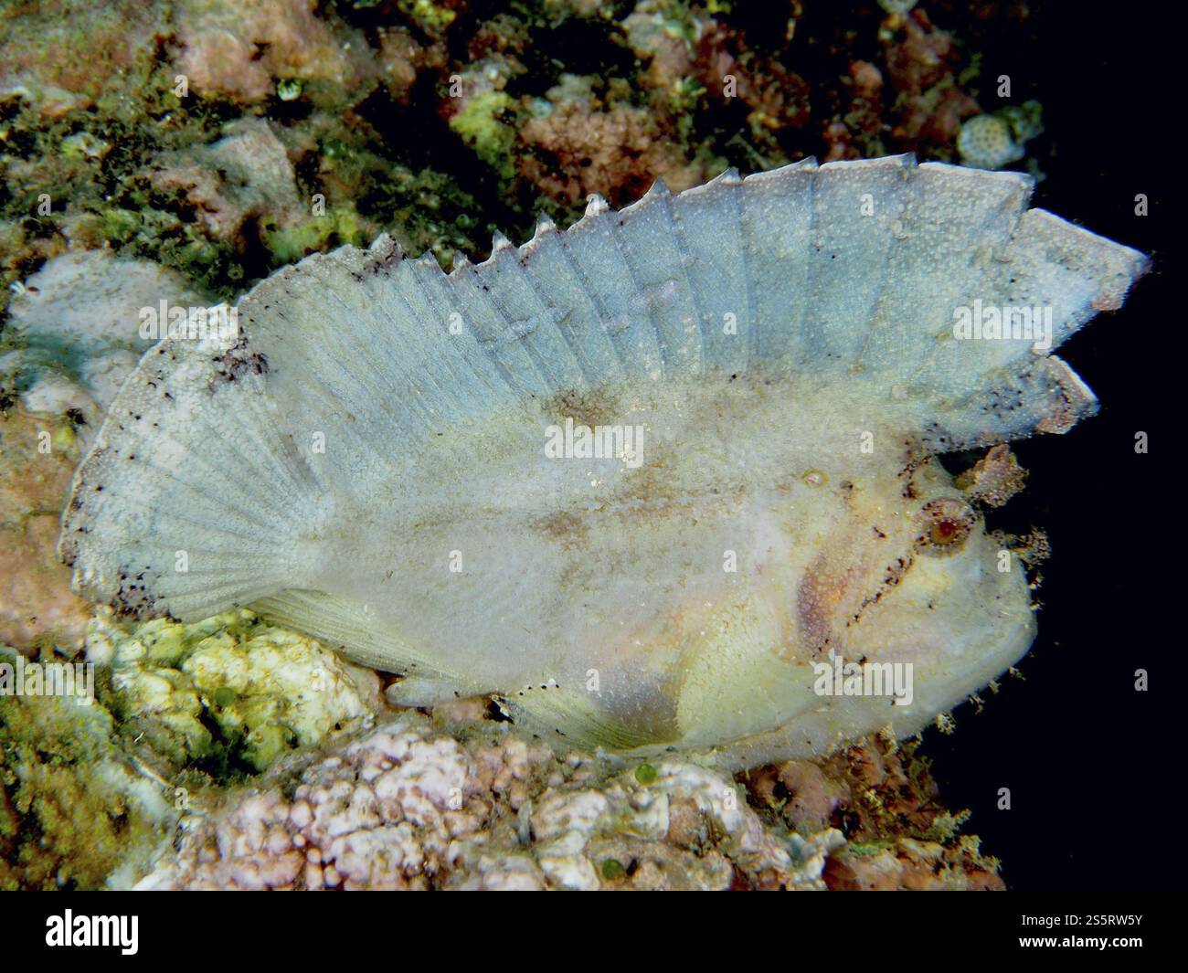 Leaf-like, transparent rocking fish (Taenianotus triacanthus) hiding in ...