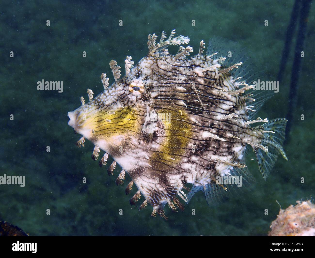 Jewelled filefish (Chaetodermis penicilligerus), filefish, with unique pattern floating in the water, dive site Secret Bay, Gilimanuk, Bali, Indonesia Stock Photo