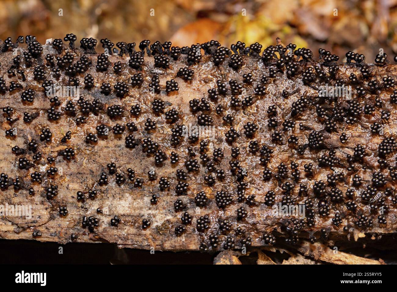 Wasp Raspberry No people nest many insects hi-res stock photography and images - Alamy
