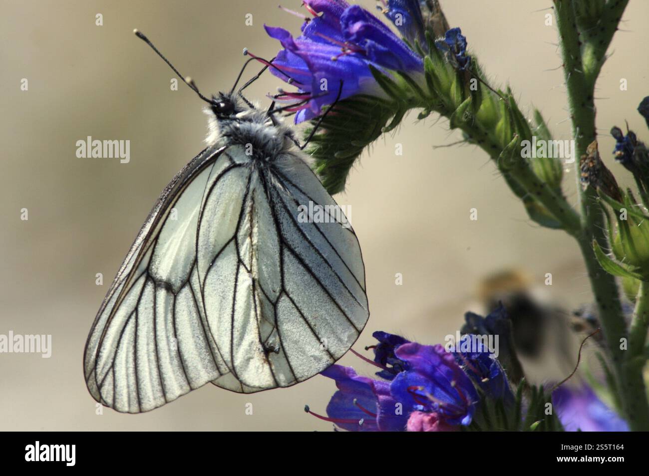 Flying insects in a tree hi-res stock photography and images - Alamy