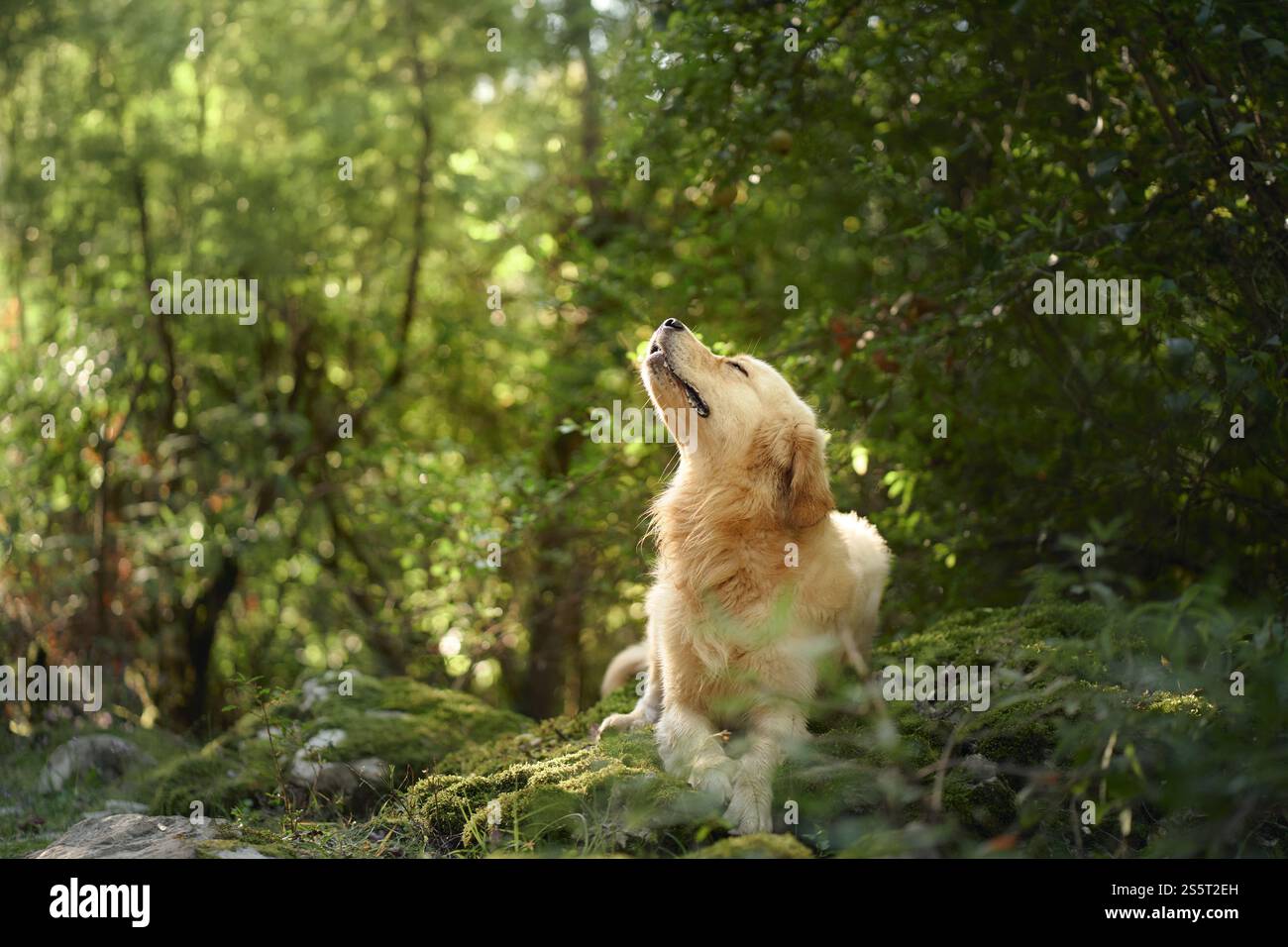 A Nova Scotia Duck Tolling Retriever looks up in a forest. Surrounded by green foliage, the dog appears attentive and curious amidst the dense nature Stock Photo