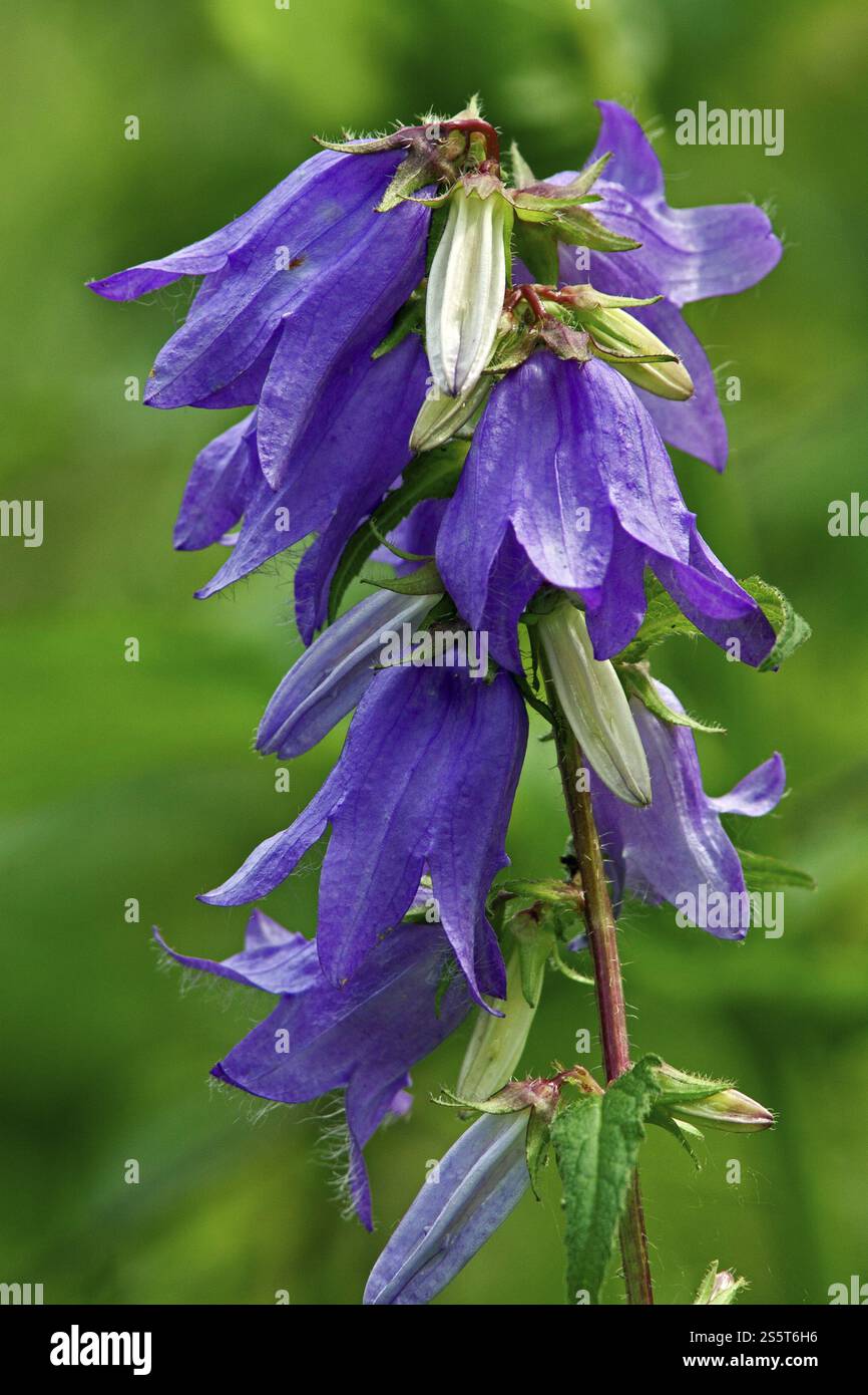 Nettle leaved Bellflower Campanula Trachelium Stock Photo Alamy nettle-leaved-bellflower-campanula-trachelium-stock-photo-alamy
