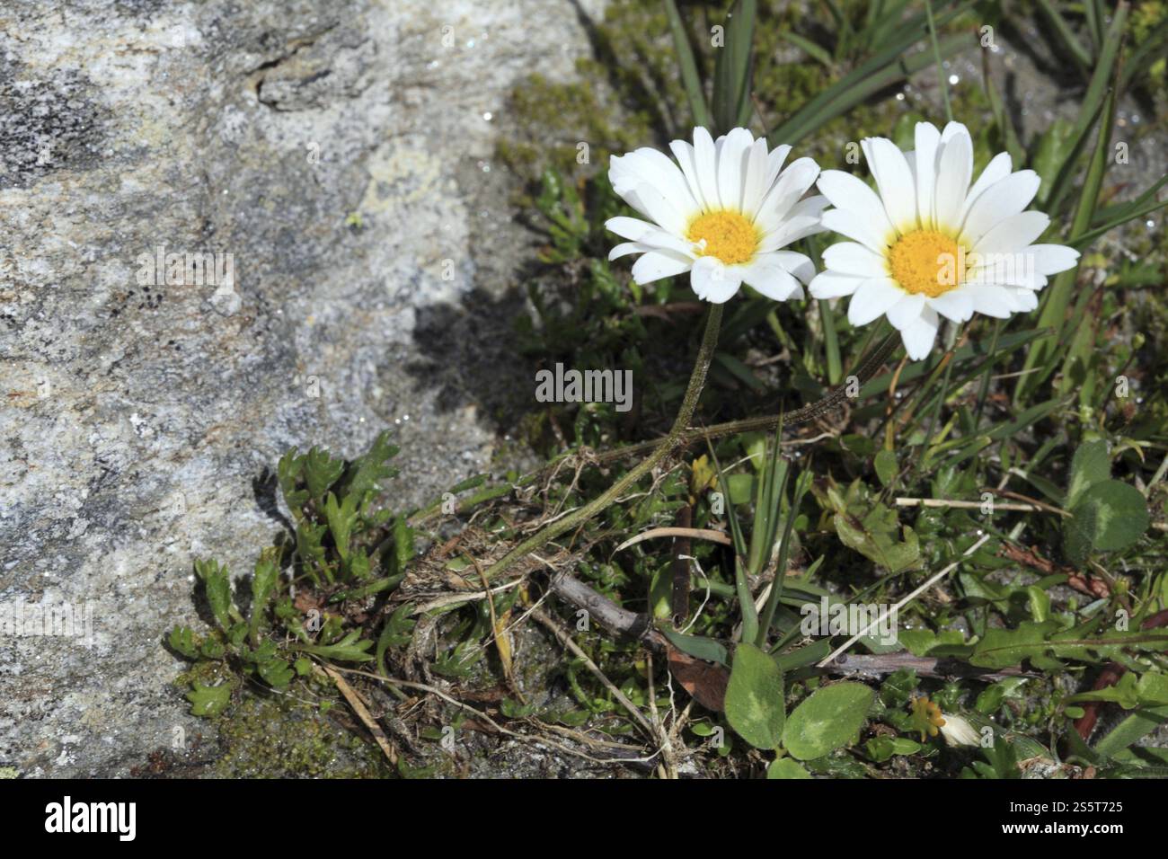 Alpine daisy, Leucanthemopsis alpina, Heywood Stock Photo - Alamy