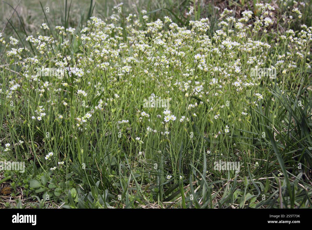 Spring Hunger Hunger flower hi-res stock photography and images - Alamy