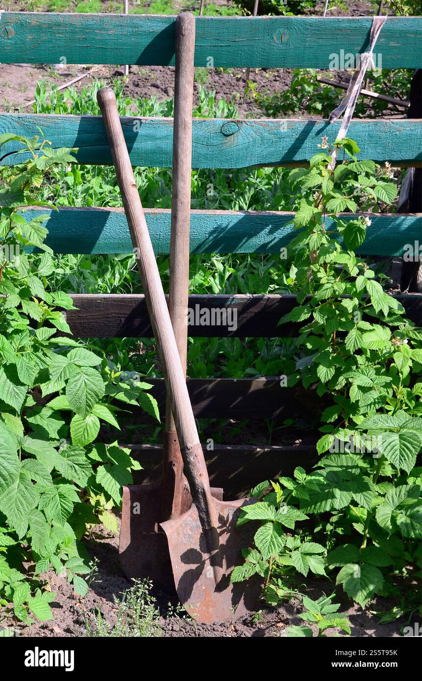 An old rusty shovel near the raspberry bushes, which grow next to the wooden fence of the village garden. Background image associated with seasonal Stock Photo